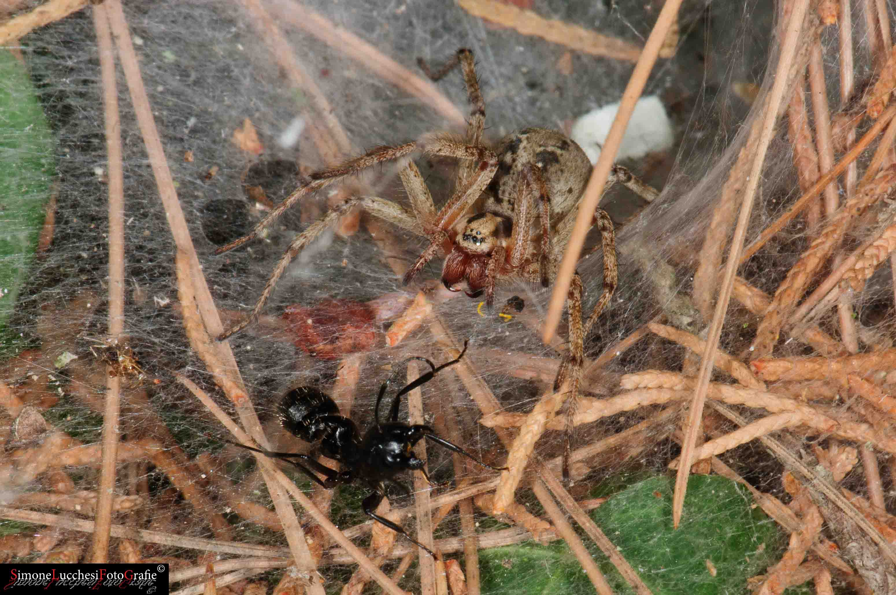 Agelena labyrinthica